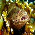   Yawning Hawkfish taken Canon G9 Ikelite DS51 strobe  